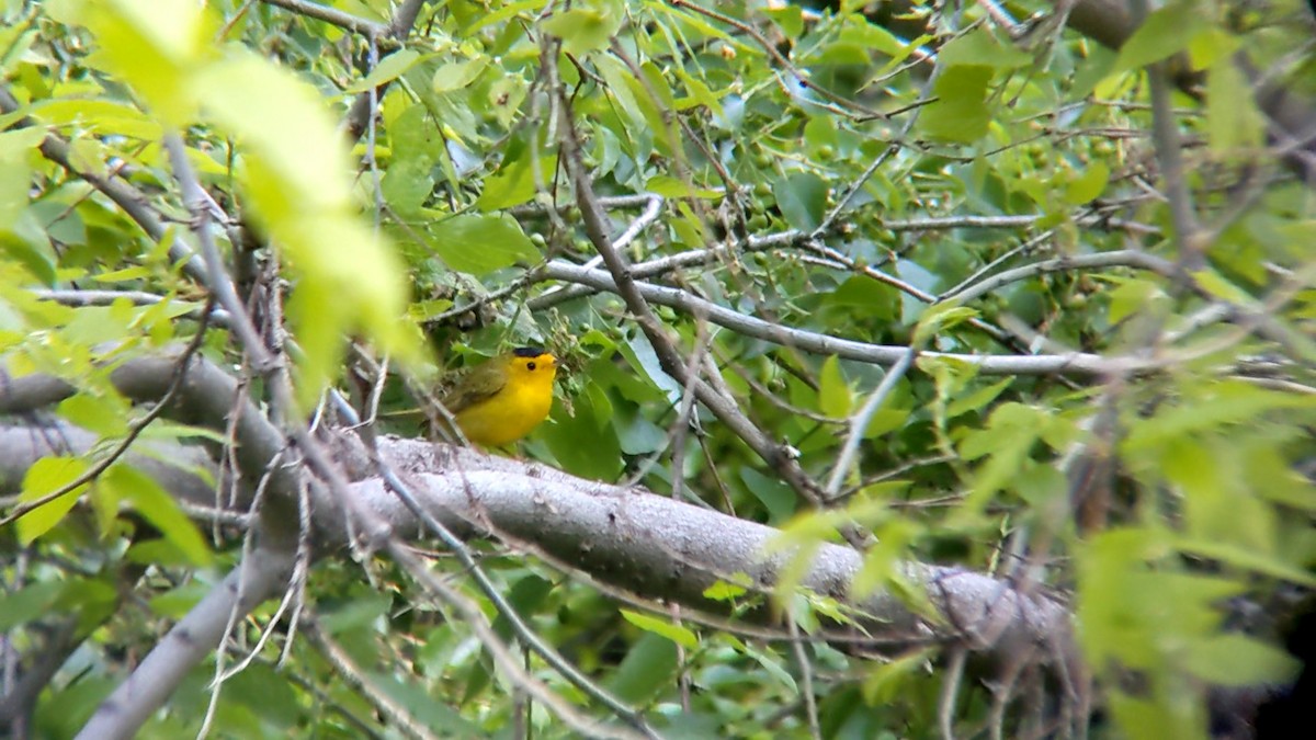 Wilson's Warbler - Anonymous