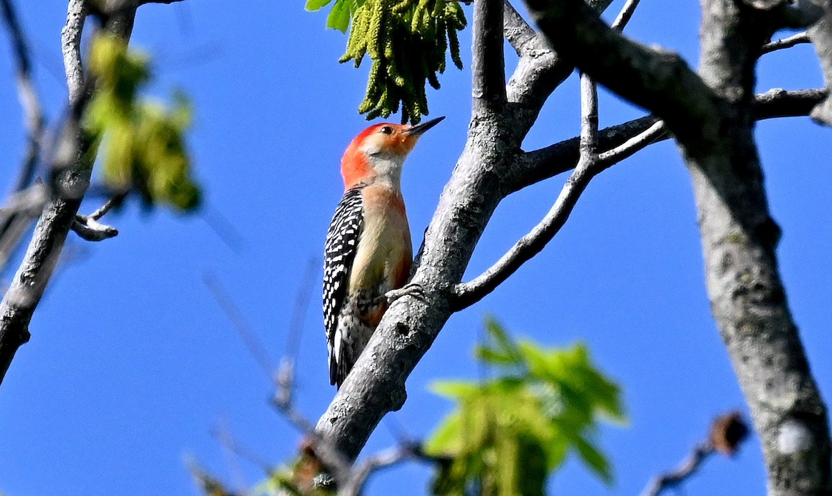 Red-bellied Woodpecker - Tim Saylor