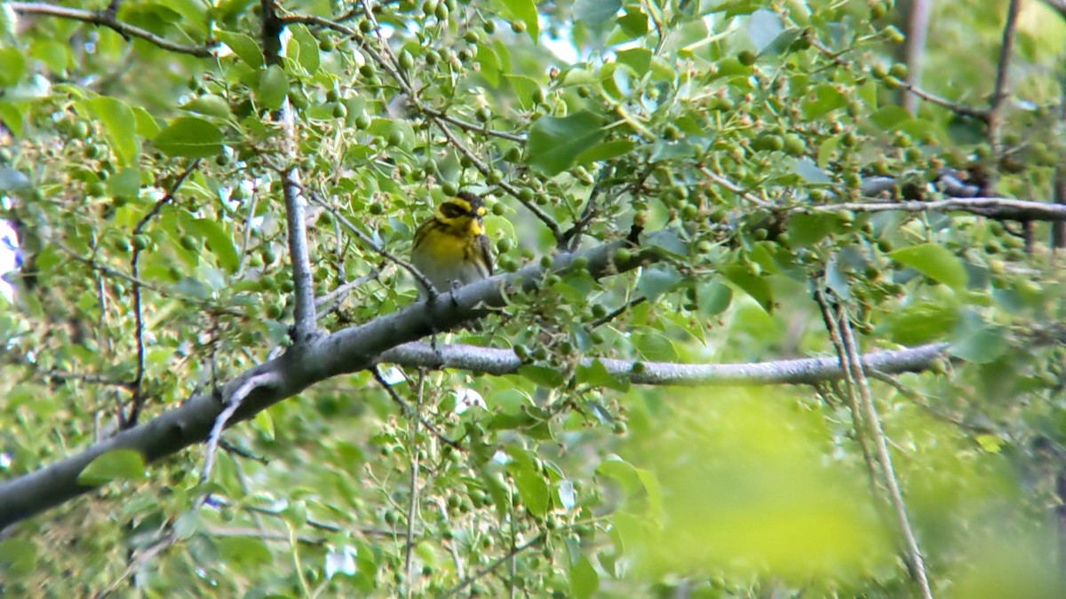 Townsend's Warbler - Anonymous