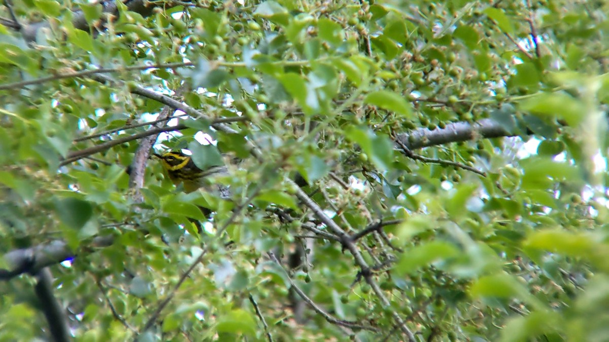 Townsend's Warbler - Anonymous