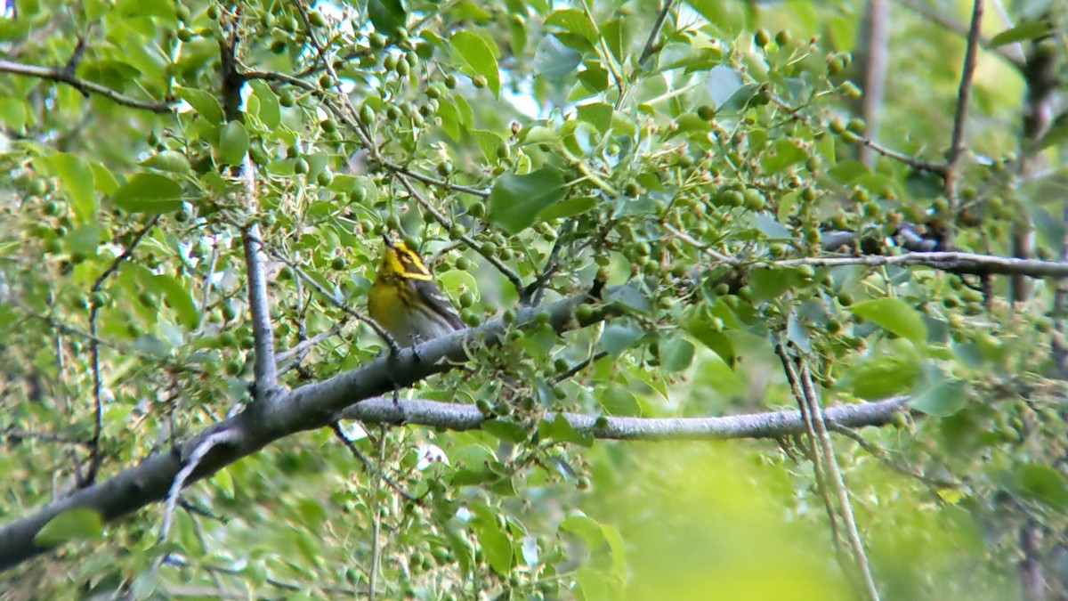 Townsend's Warbler - Anonymous