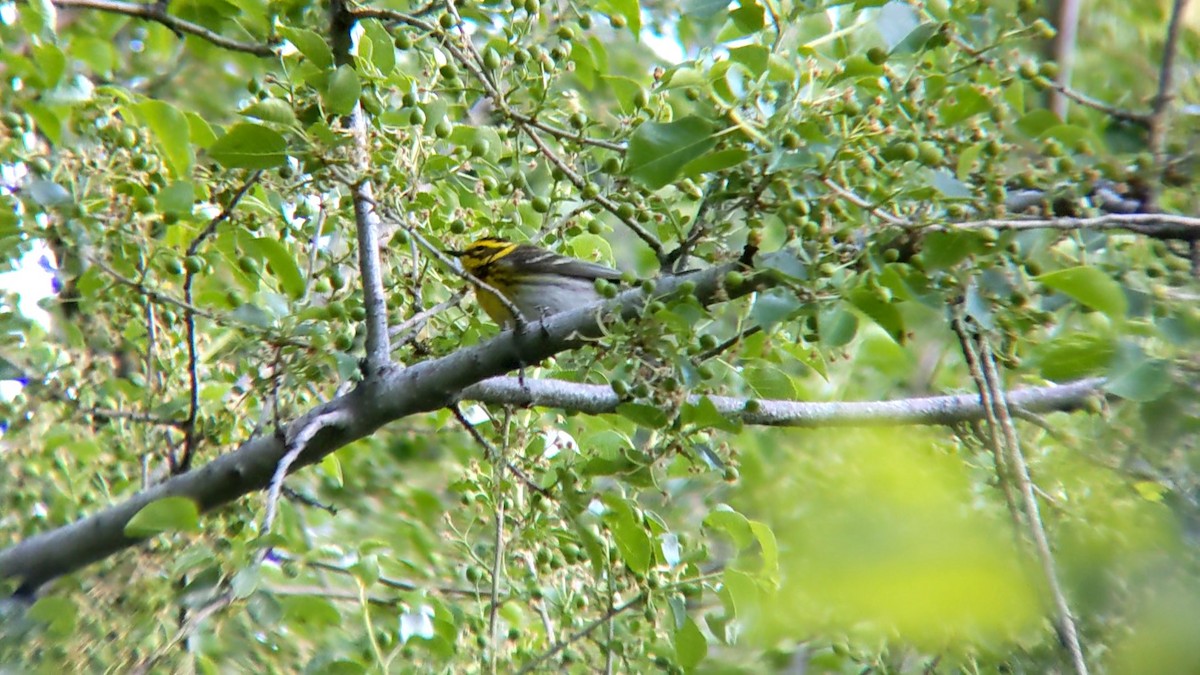 Townsend's Warbler - Anonymous