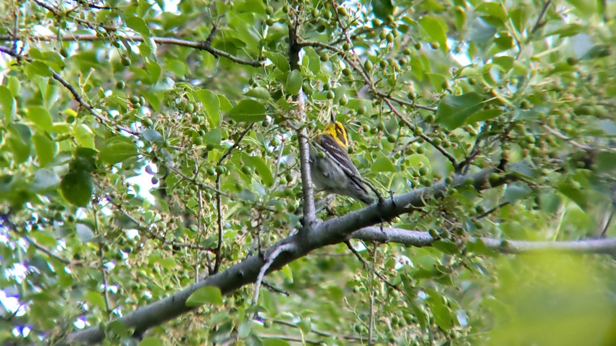 Townsend's Warbler - Anonymous