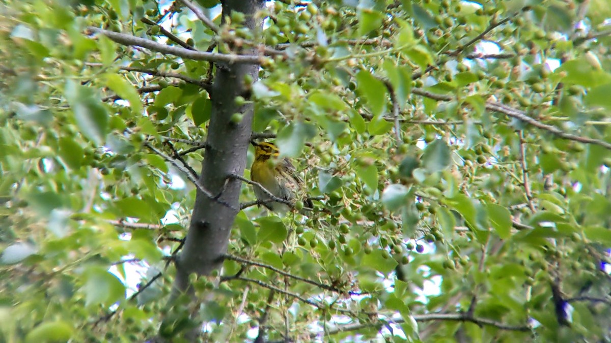 Townsend's Warbler - Anonymous