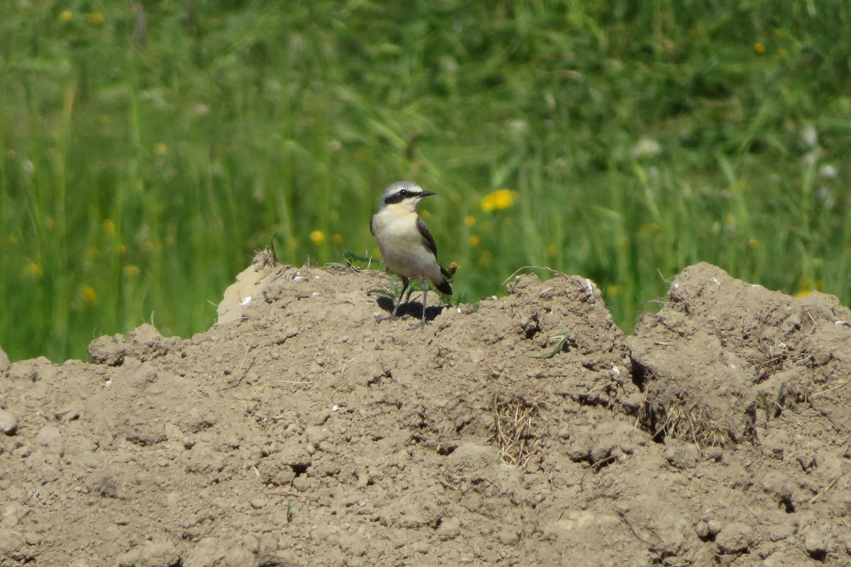 Northern Wheatear - Antonina V