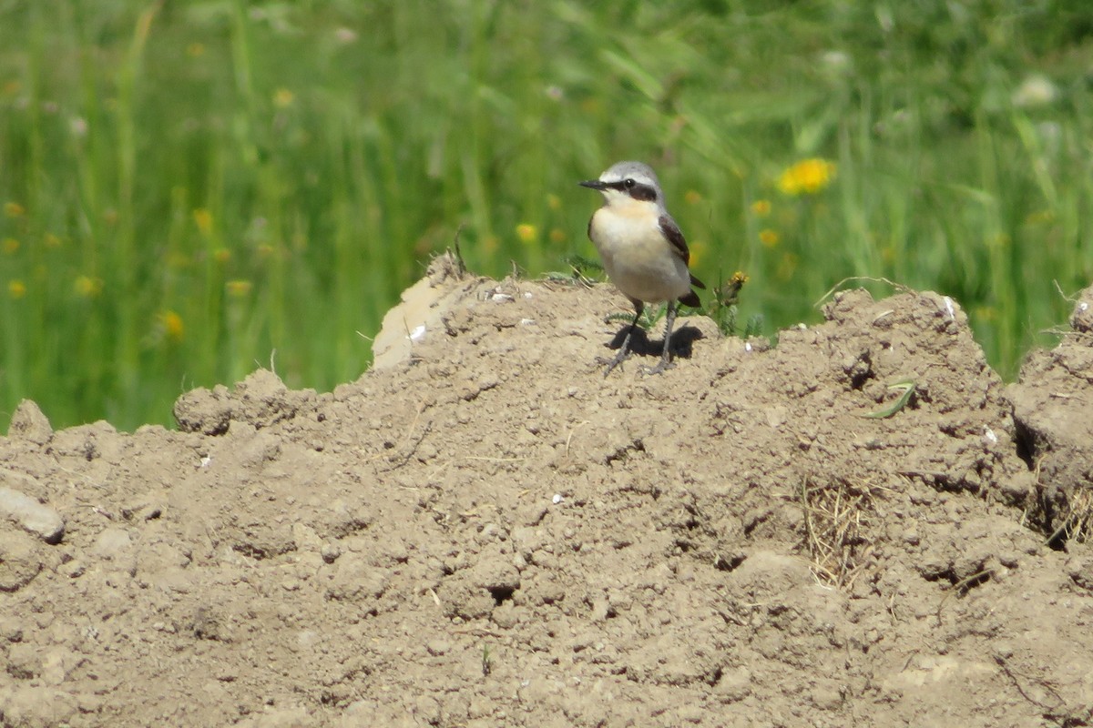 Northern Wheatear - Antonina V