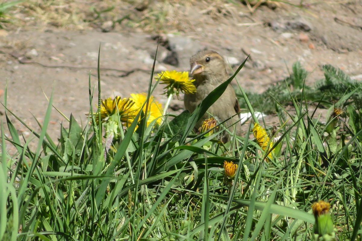 House Sparrow - Antonina V