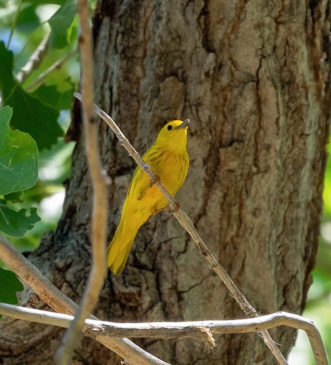 Yellow Warbler - Eric Bodker