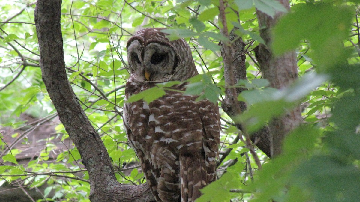 Barred Owl - Sheila Sawyer