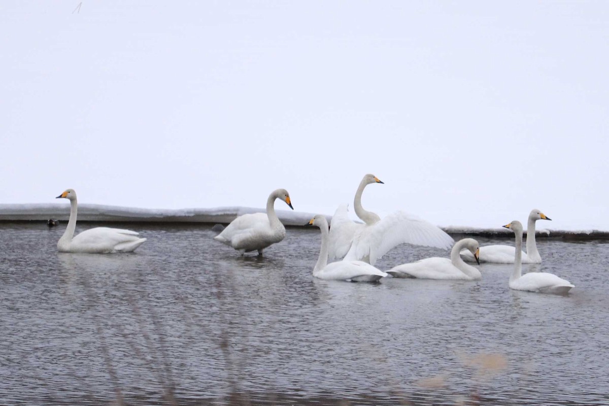 Whooper Swan - K ERIKA