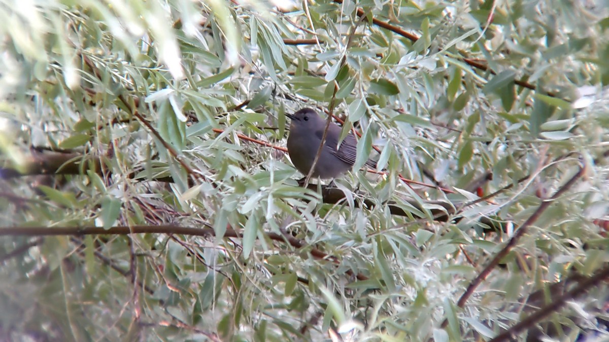 Gray Catbird - Anonymous