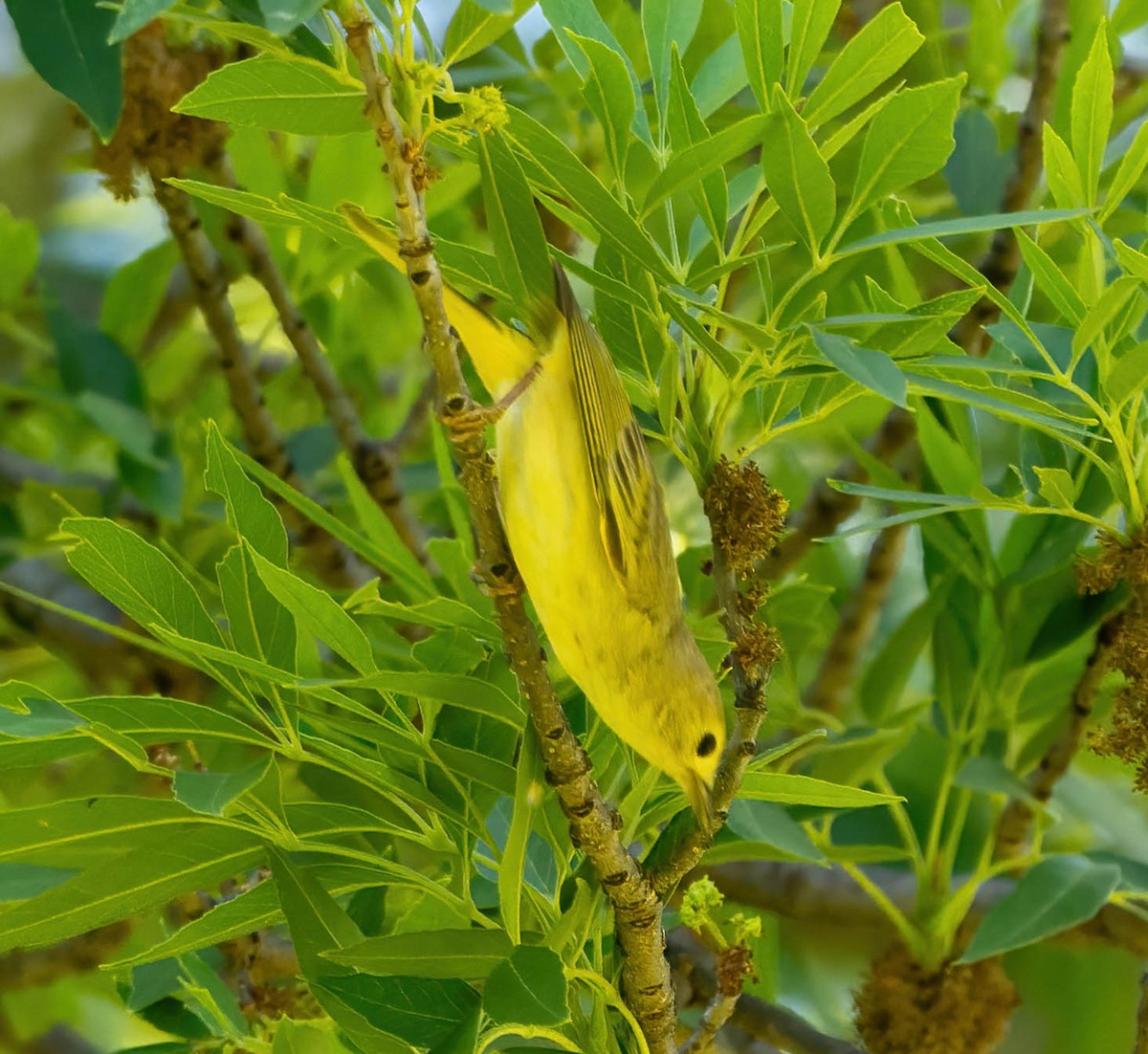 Yellow Warbler - Eric Bodker