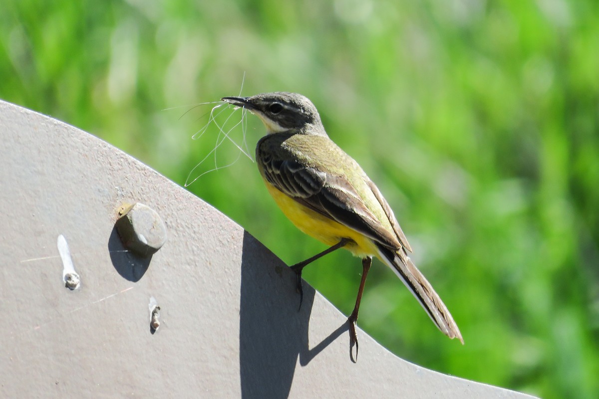 Western Yellow Wagtail - Antonina V