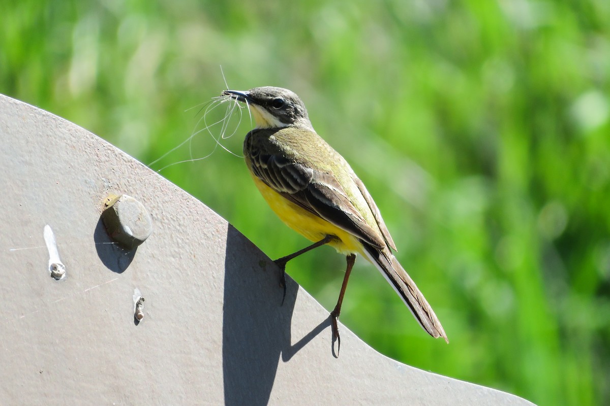 Western Yellow Wagtail - Antonina V