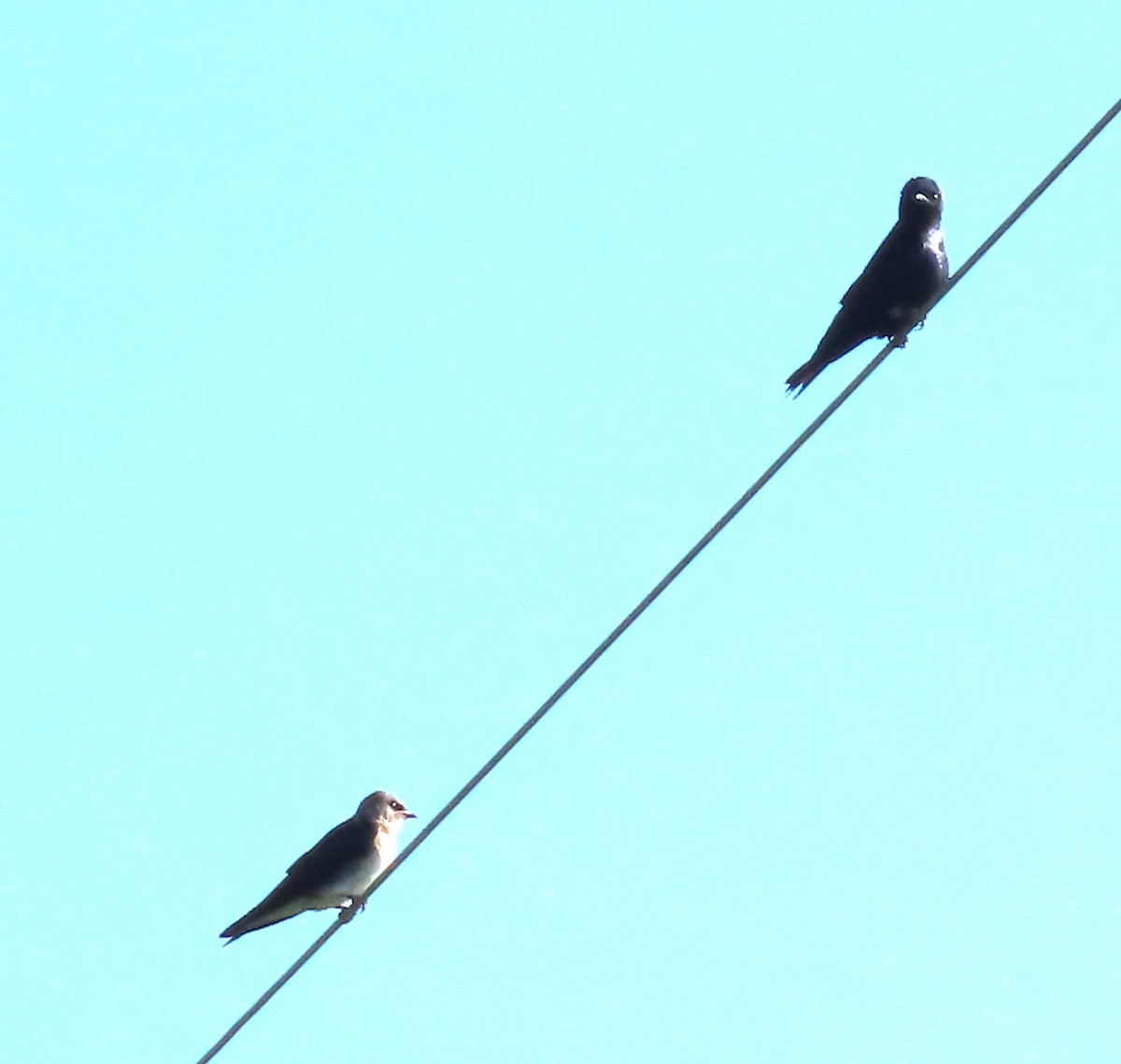 Purple Martin - Paula Perdoni