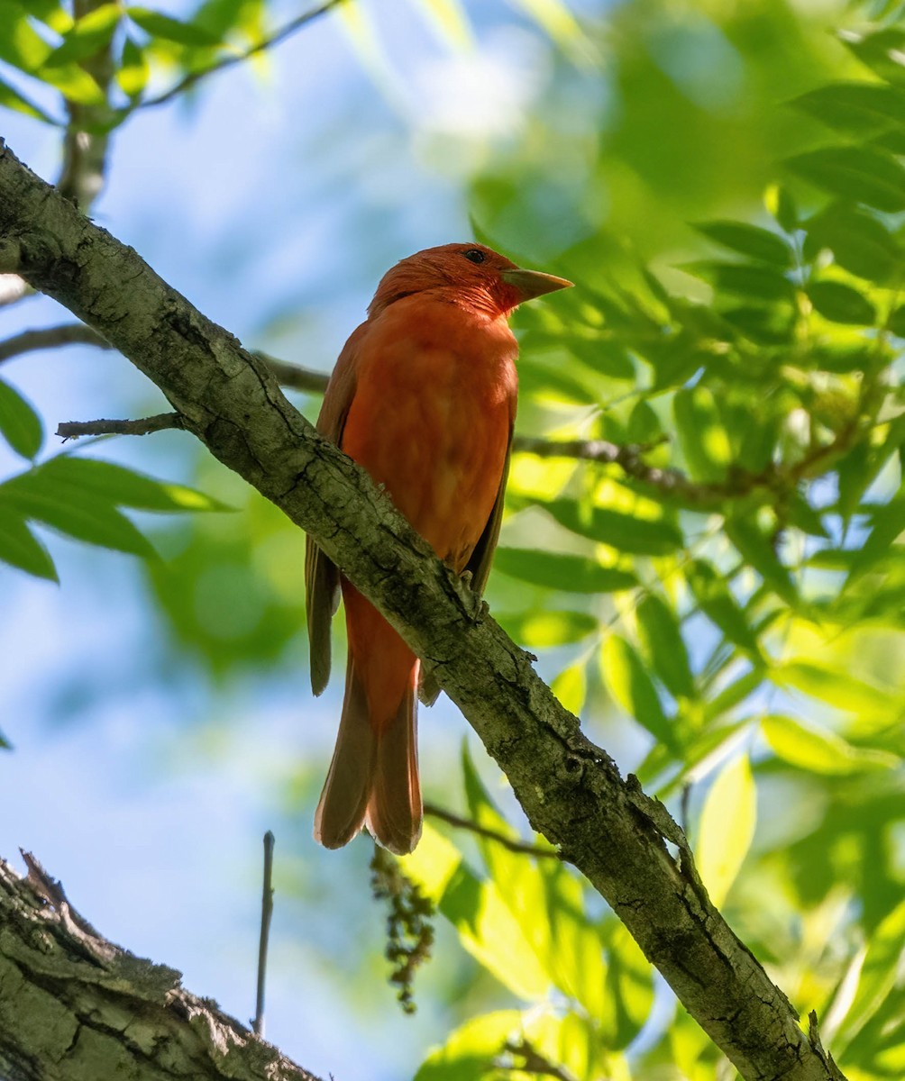 Summer Tanager - Eric Bodker