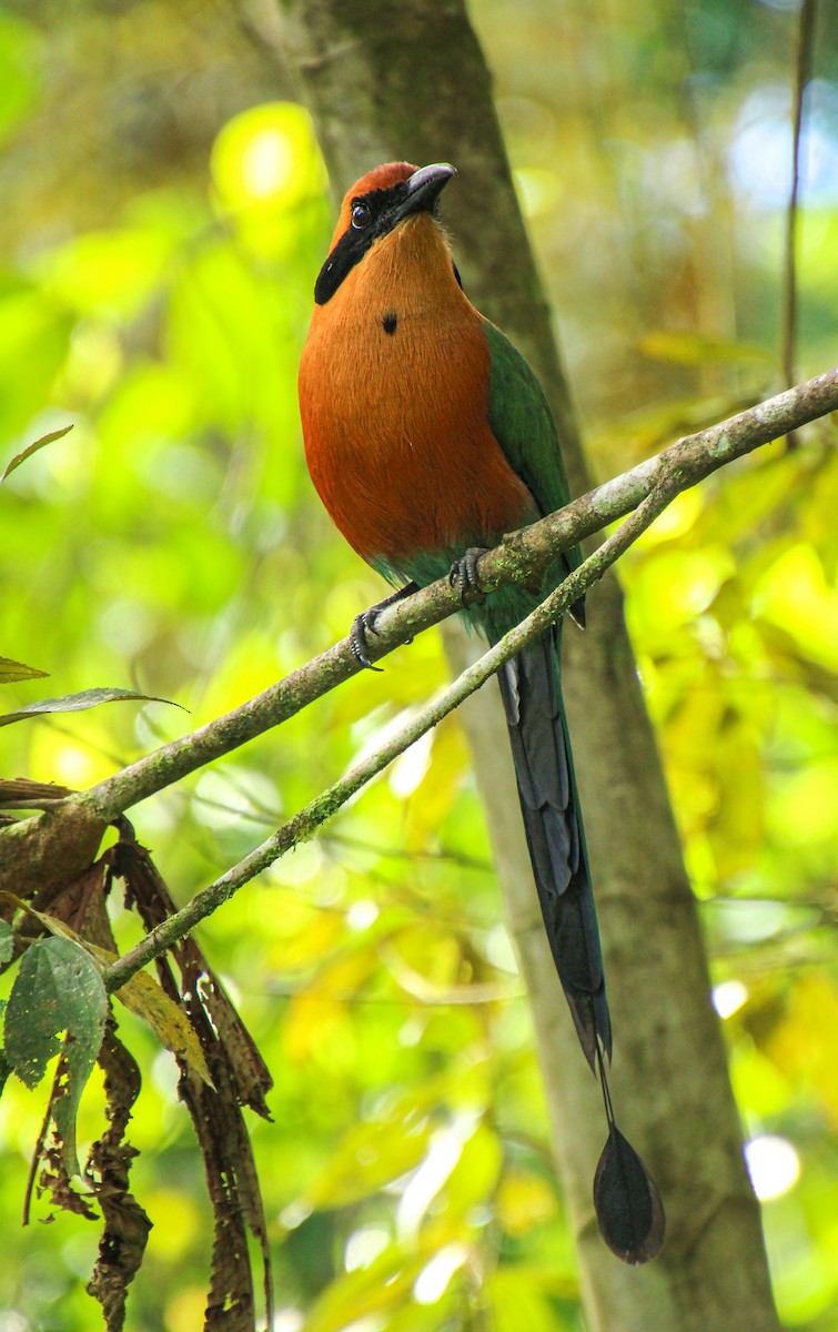 Rufous Motmot - Mónica Thurman