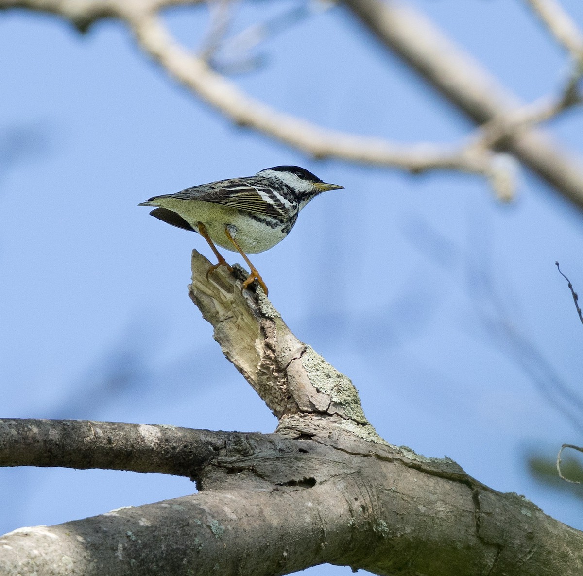 Blackpoll Warbler - Kim  Garrison