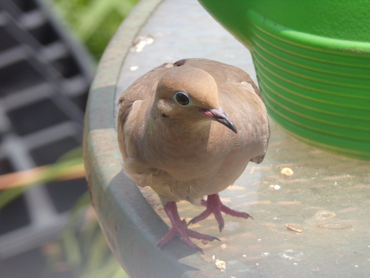 Mourning Dove - Texas Bird Family