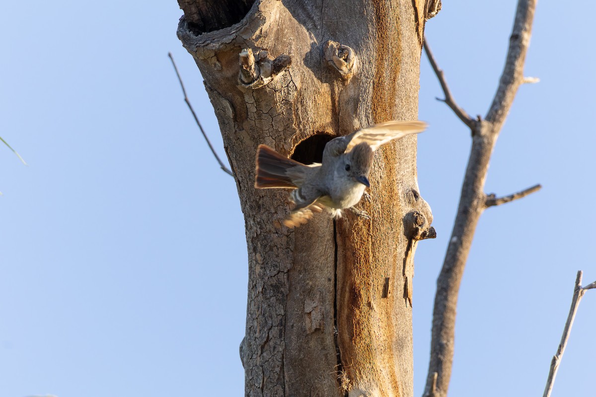 Ash-throated Flycatcher - ML619530384