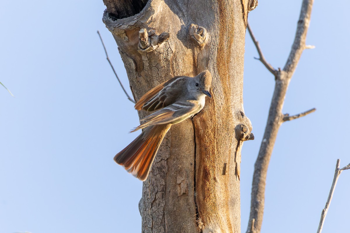 Ash-throated Flycatcher - Joe Aliperti