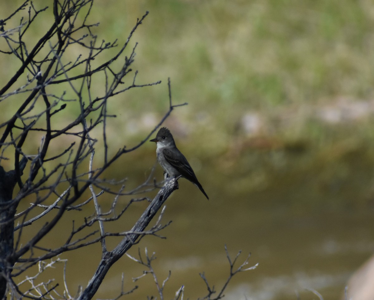 Olive-sided Flycatcher - ML619530389