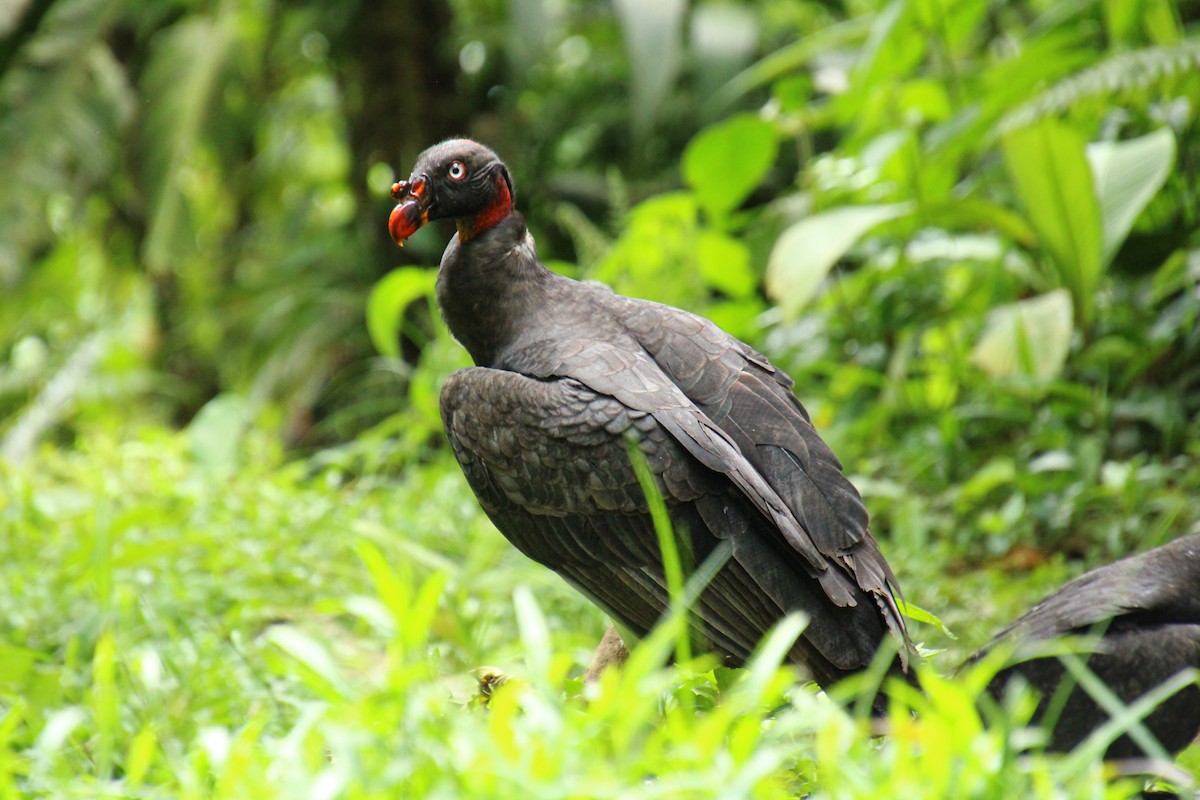 King Vulture - Mónica Thurman