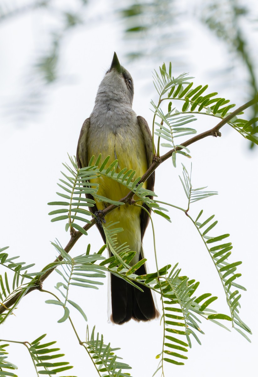 Western Kingbird - ML619530403