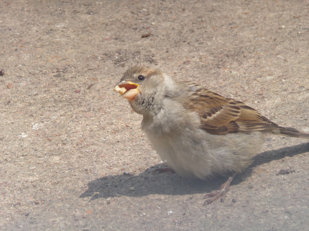 House Sparrow - Texas Bird Family