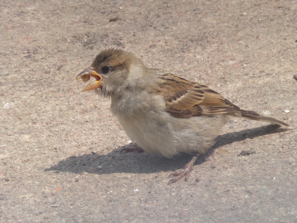 House Sparrow - Texas Bird Family