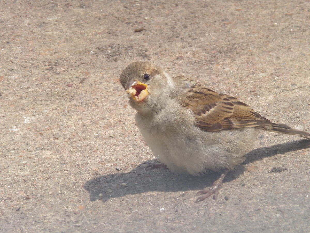 House Sparrow - Texas Bird Family