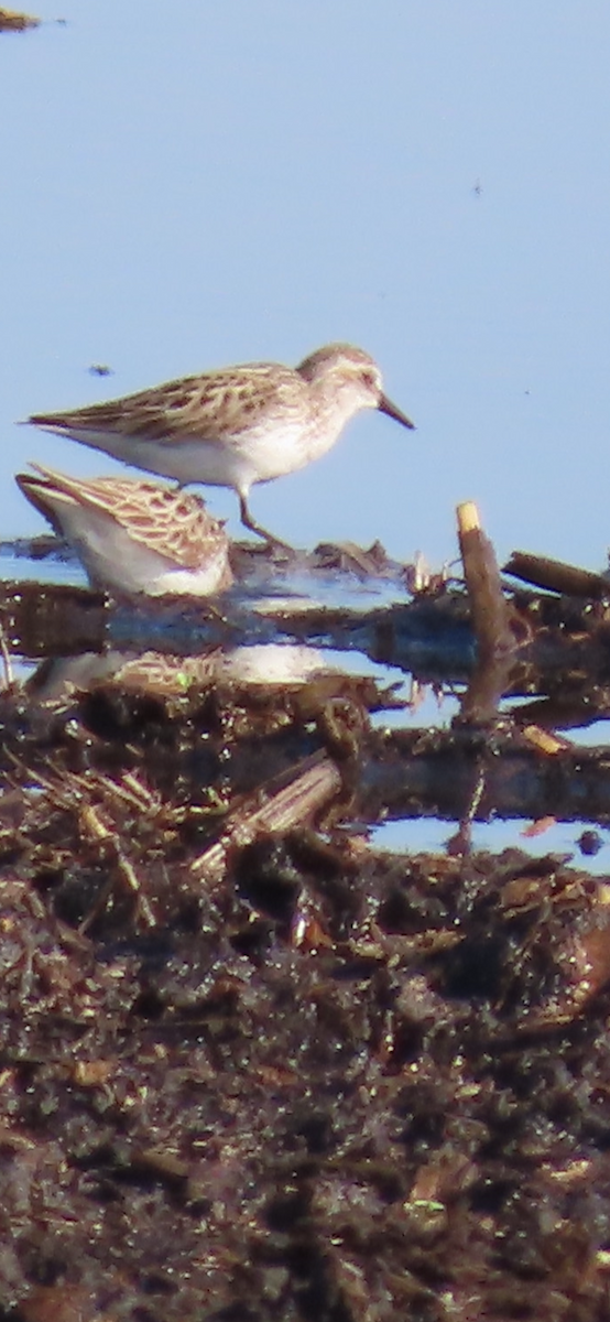 Semipalmated Sandpiper - Jocelyn K