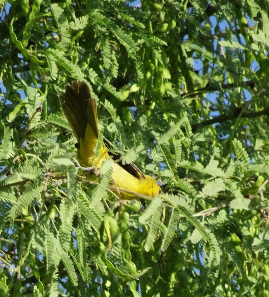 Hooded Oriole - ML619530416