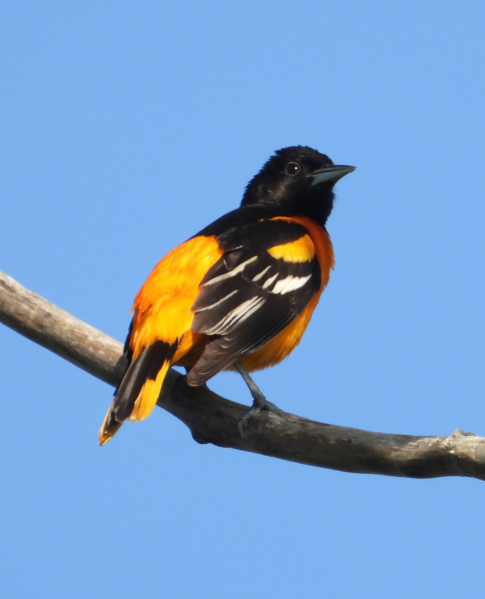 Oriole de Baltimore - ML619530417