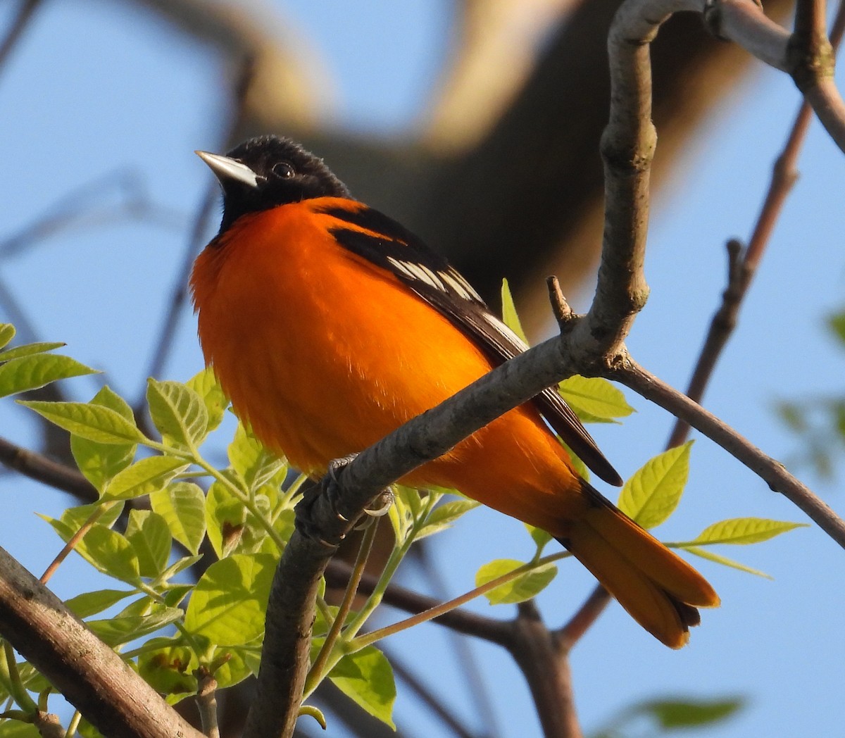 Oriole de Baltimore - ML619530418