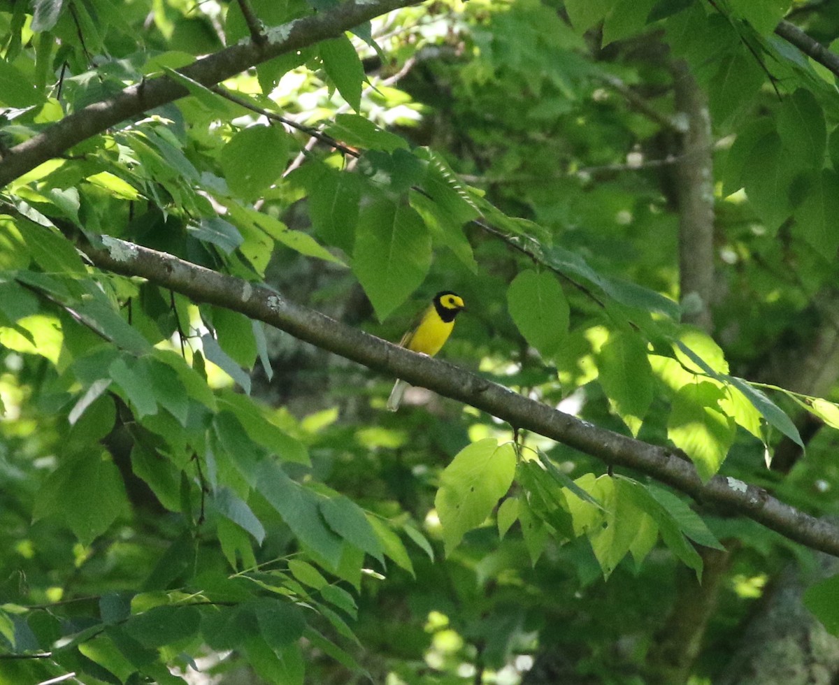 Hooded Warbler - Andrew Vallely