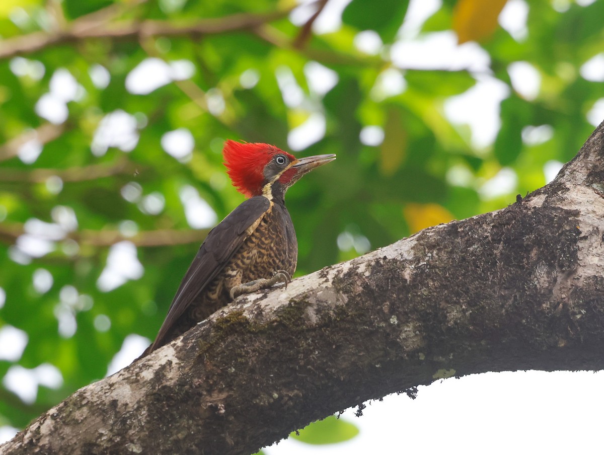 Lineated Woodpecker - Cristina Rappa