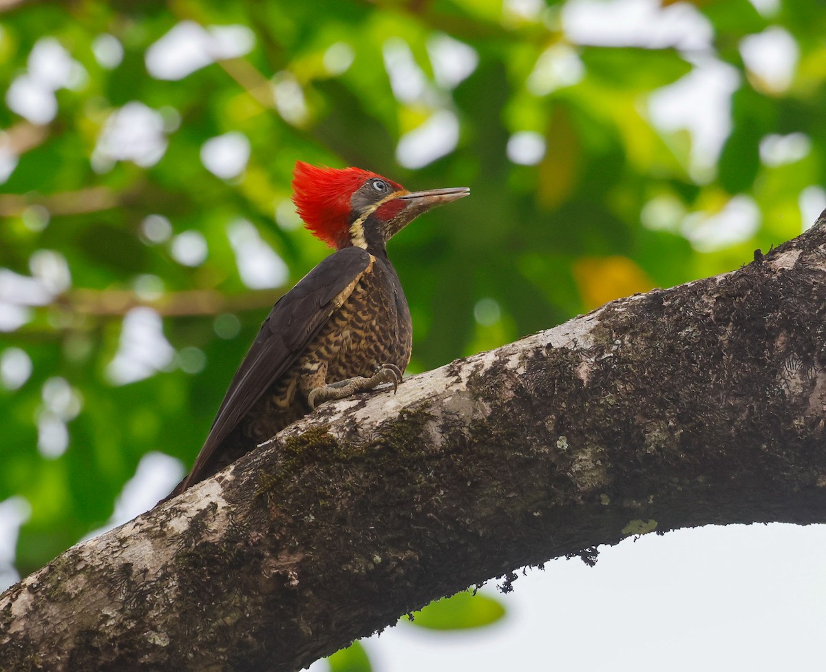 Lineated Woodpecker - Cristina Rappa