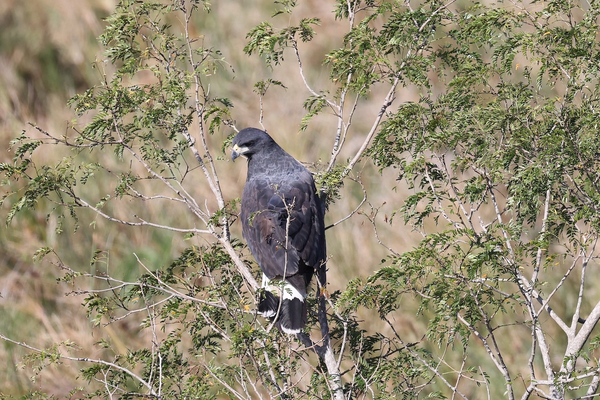 Great Black Hawk - Hubert Stelmach