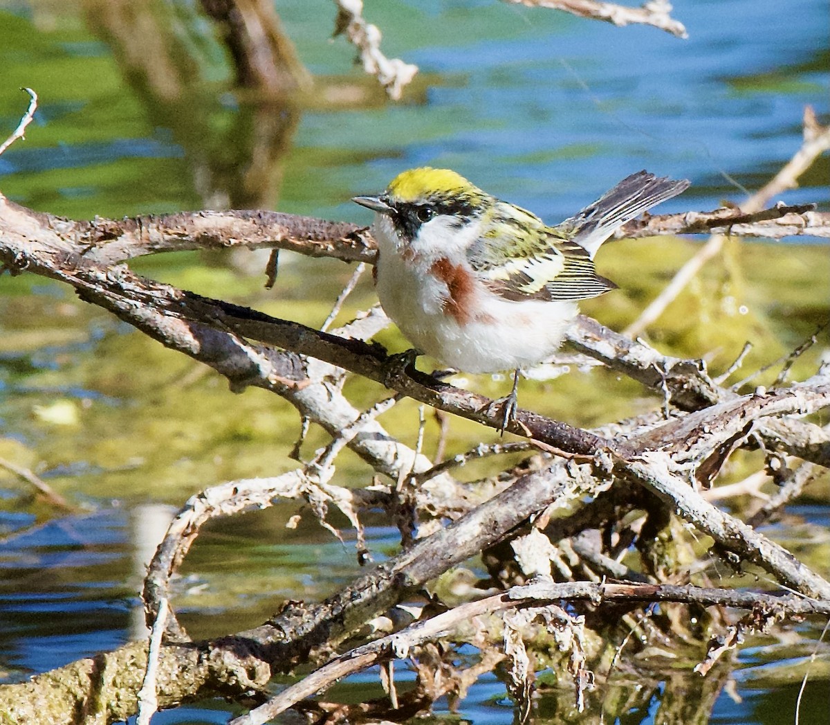 Gelbscheitel-Waldsänger - ML619530428