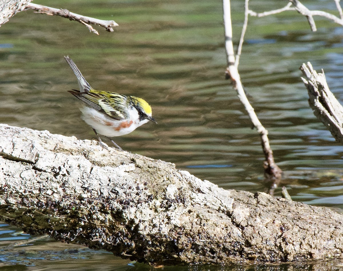 Chestnut-sided Warbler - Trey Rogers