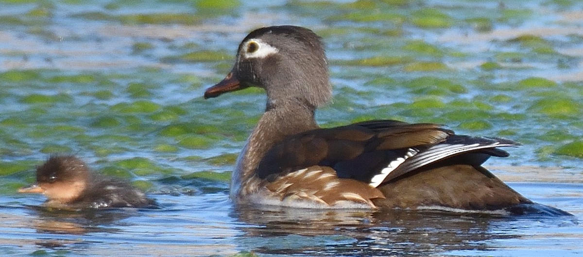 Hooded Merganser - ML619530432