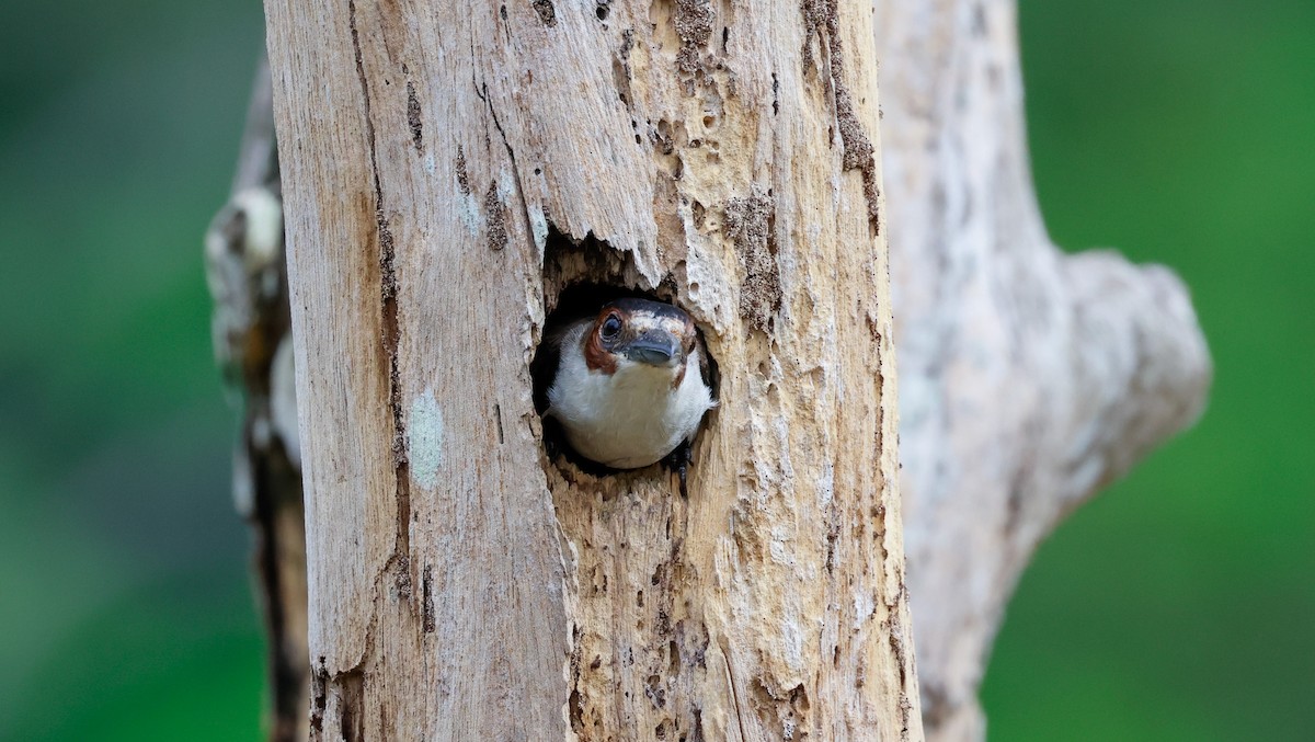 Black-crowned Tityra - Cristina Rappa