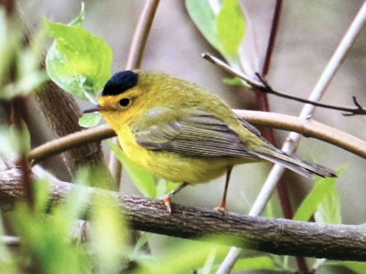 Wilson's Warbler - Jules S