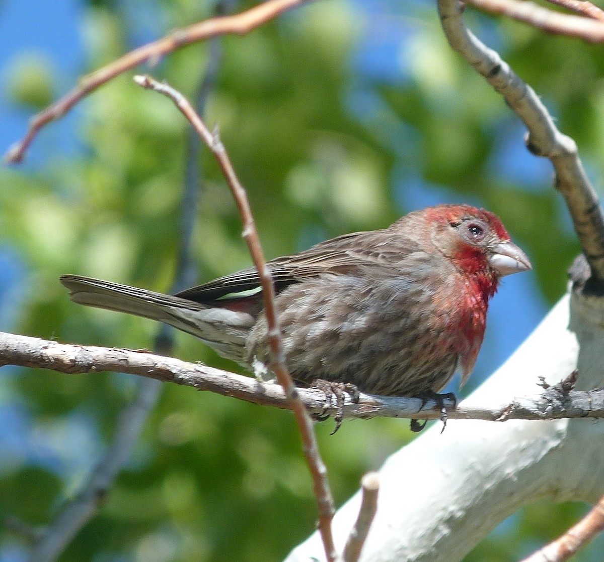 House Finch - Kenneth Stinchcomb