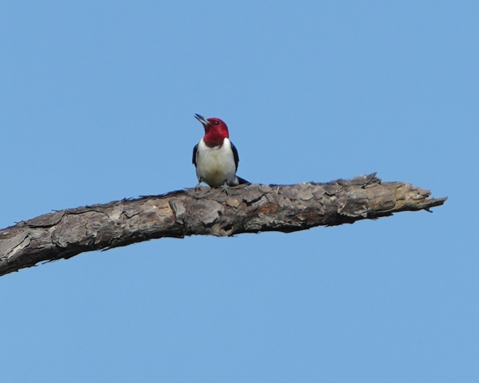 Red-headed Woodpecker - Gloria Markiewicz