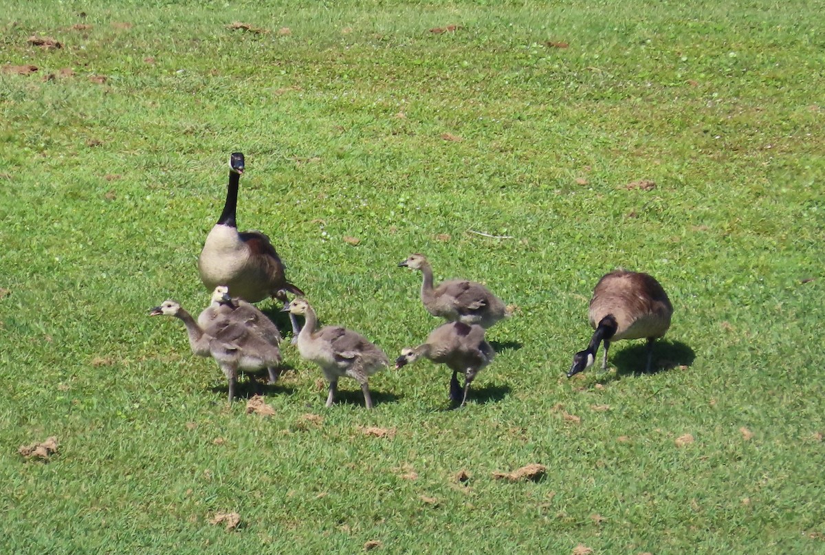 Canada Goose - Susan Pepper