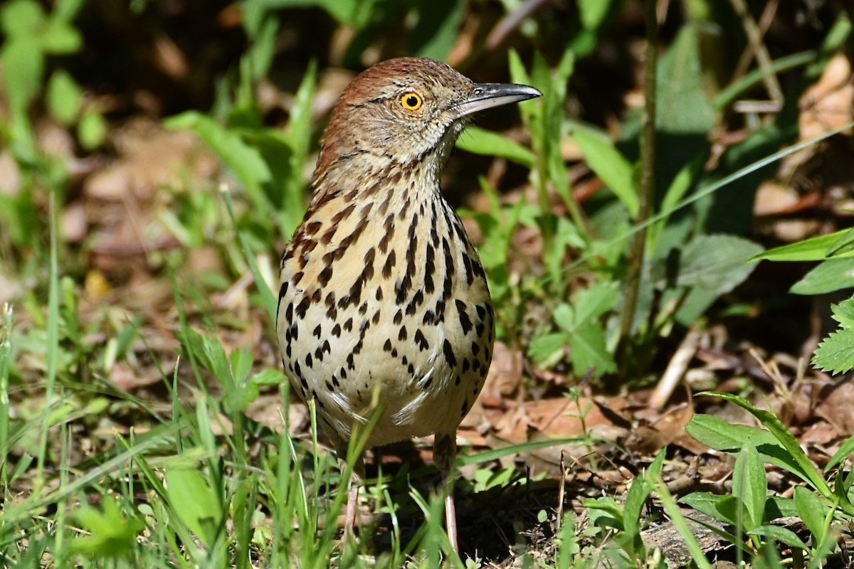 Brown Thrasher - Brenda Lindsey