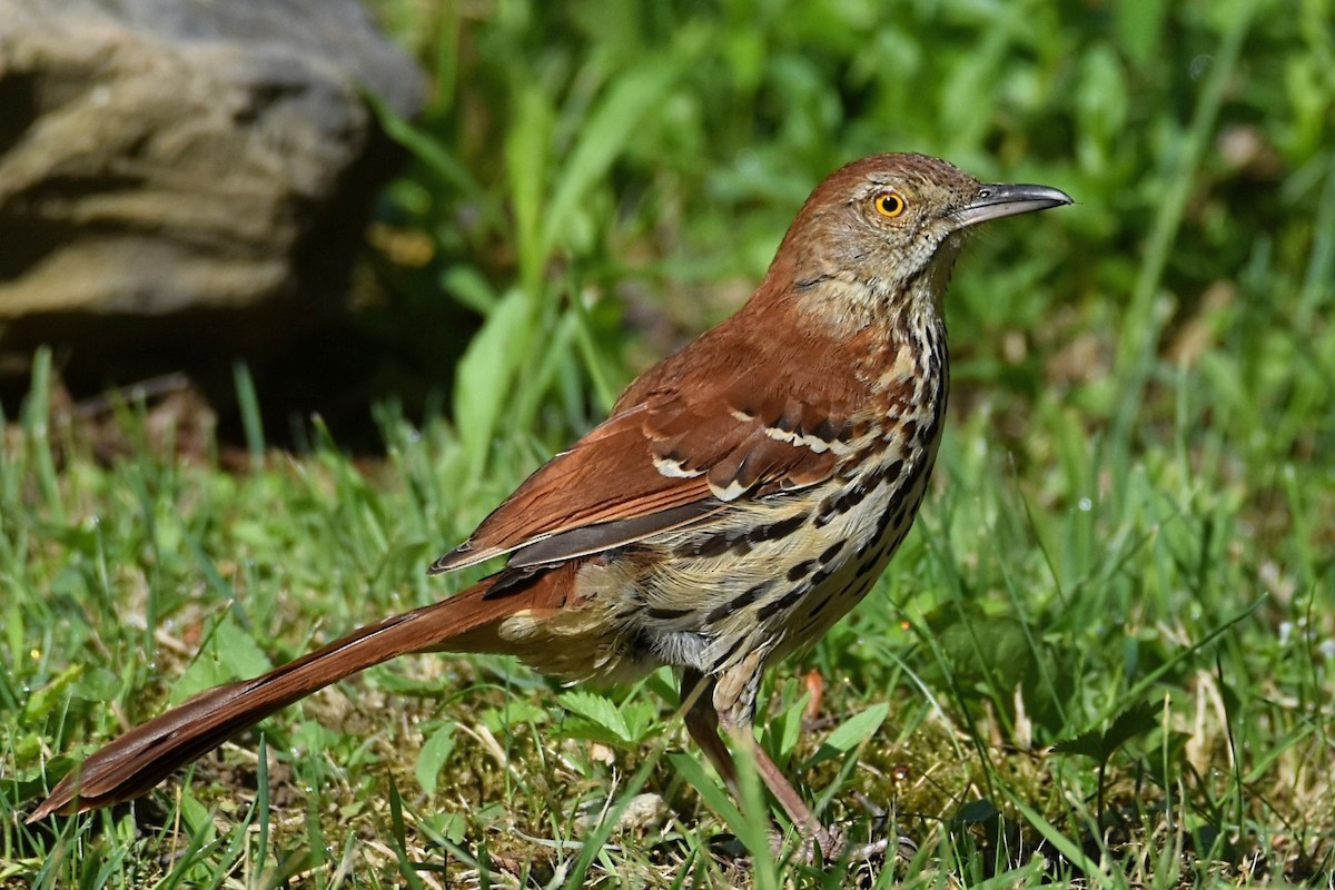 Brown Thrasher - Brenda Lindsey