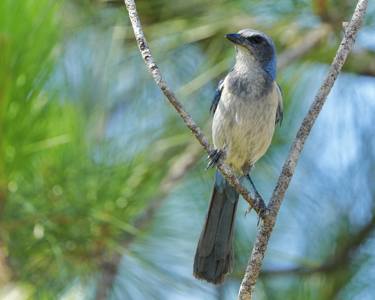 Florida Scrub-Jay - Gloria Markiewicz